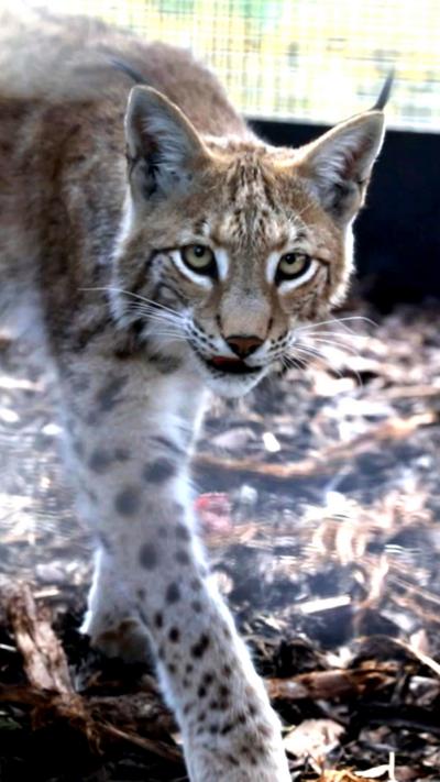 A close up image of a lynx walking inside an enclosure