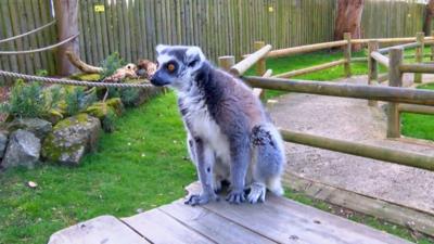 Lemur