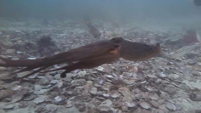 Octopus swimming