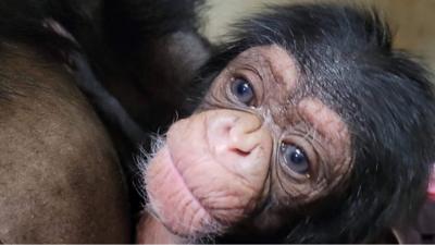 baby chimpanzee