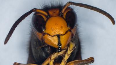 Asian hornet - file pic