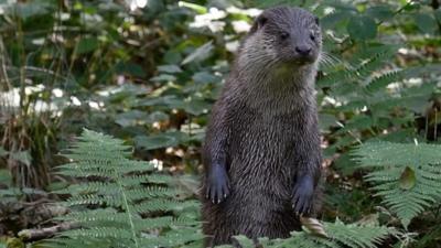 otter