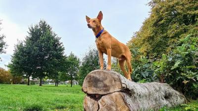 Rescue dog Pip went missing on a walk but managed to navigate the 4.6 miles home.