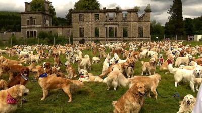 Golden retrievers