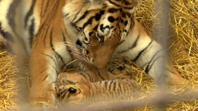 Mother and cubs together in their new home at Woburn Safari Park