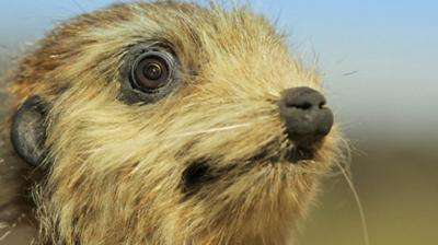 Meerkat camera