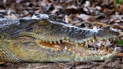 A crocodile in Kakadu National Park