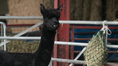 Alpaca