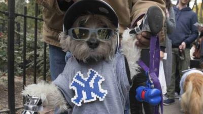 Dog dressed as Mets fan