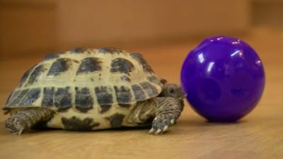 Bubba the tortoise with his ball