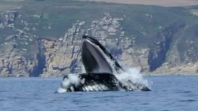 Whale breaching