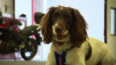 Simba the fire brigade dog