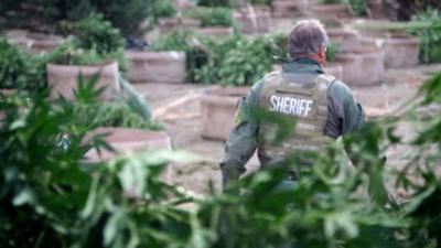 Cannabis eradication team