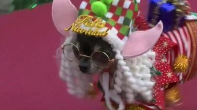 A dog taking part in the "Pet Noel 2015" fashion show in Lima, Peru