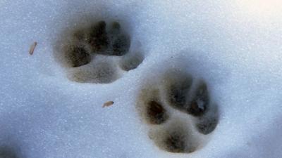 Paw prints in the snow