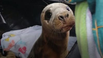 seal pup