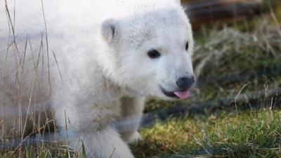 A polar bear born at the Highland Wildlife Park near Aviemore has been named Brodie.