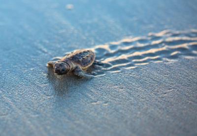 A baby sea turtle walking in the sand.