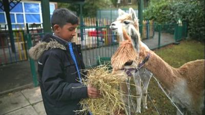 Boy feeding alpaca