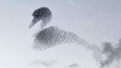 Starlings