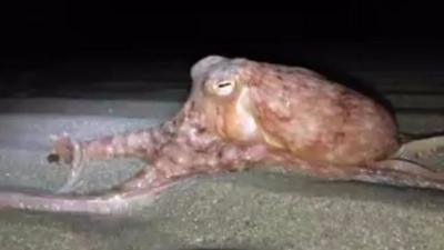 One of the octopuses caught on camera at New Quay