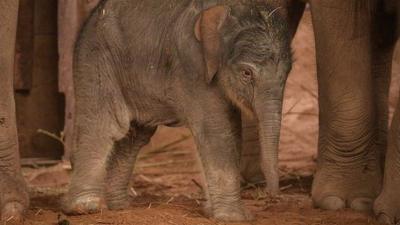 Elephant calf