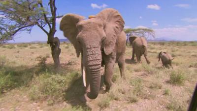 Elephants in Kenya