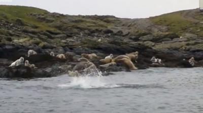 Seals