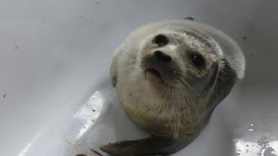 Seal