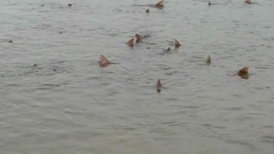 Smooth-hound sharks at Medmerry