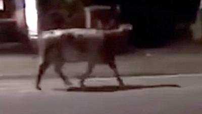 Cow in road