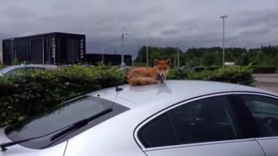 Fox on a car roof