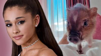 Ariana Grande next to her micropig