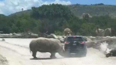 Rhino and car in safari park