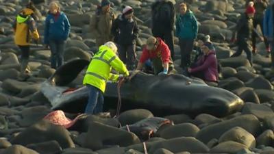 sperm whale