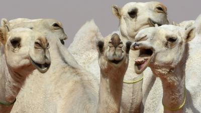 Camels in Saudi Arabia