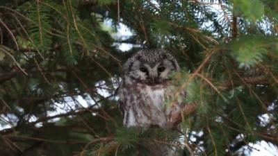 Tengmalm's owl