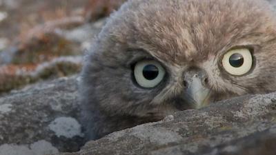 Little owl in Malden