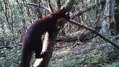 A Pine marten