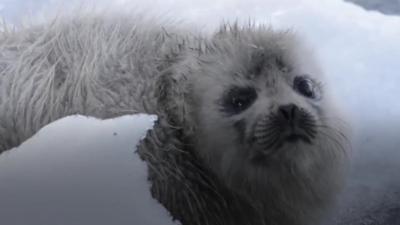 Saimaa seal