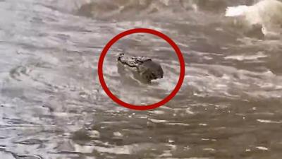 Head of a crocodile seen in water