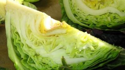 Cabbage