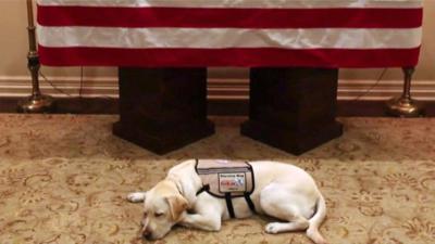 Sully the service dog in front of President George HW Bush's casket