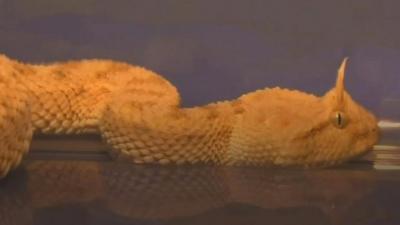 horned pit viper