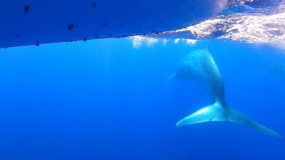 Whale under boat