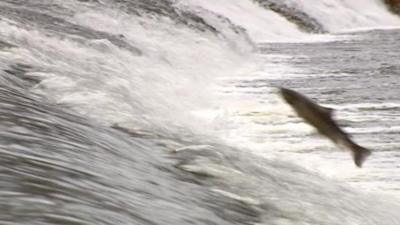 An Atlantic salmon in Ludlow