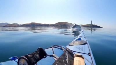 Kayak and dolphin jumping