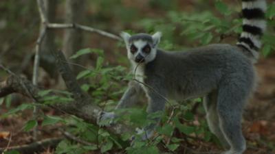 lemur