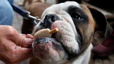 Dog eating ice cream in Mexico