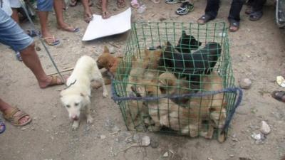A cage of dogs to be sold for meat